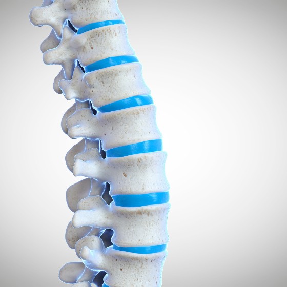 human spine (3)